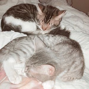 ‼️ S H O P P I N G I N F O‼️